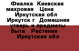 Фиалка “Киевская“ махровая › Цена ­ 160 - Иркутская обл., Иркутск г. Домашняя утварь и предметы быта » Растения   . Иркутская обл.